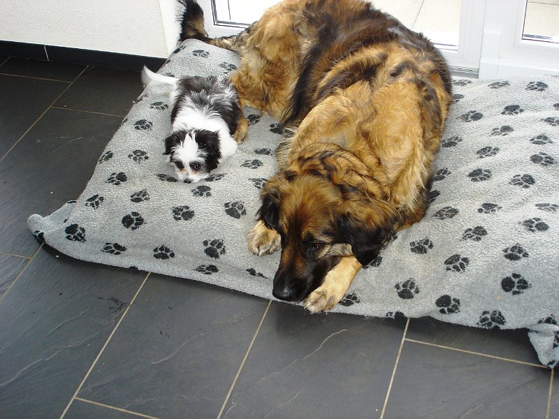 Hunde3528.JPG - ohne Worte....