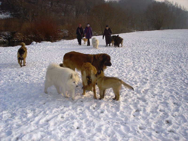 Hunde3535.JPG - Hundetreffen in der Allmend Frauenfeld (Ende Februar 2010)