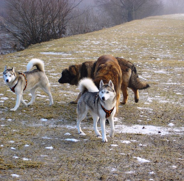 Hunde3547.JPG - Auch fremdländische Hunde sieht man hier...