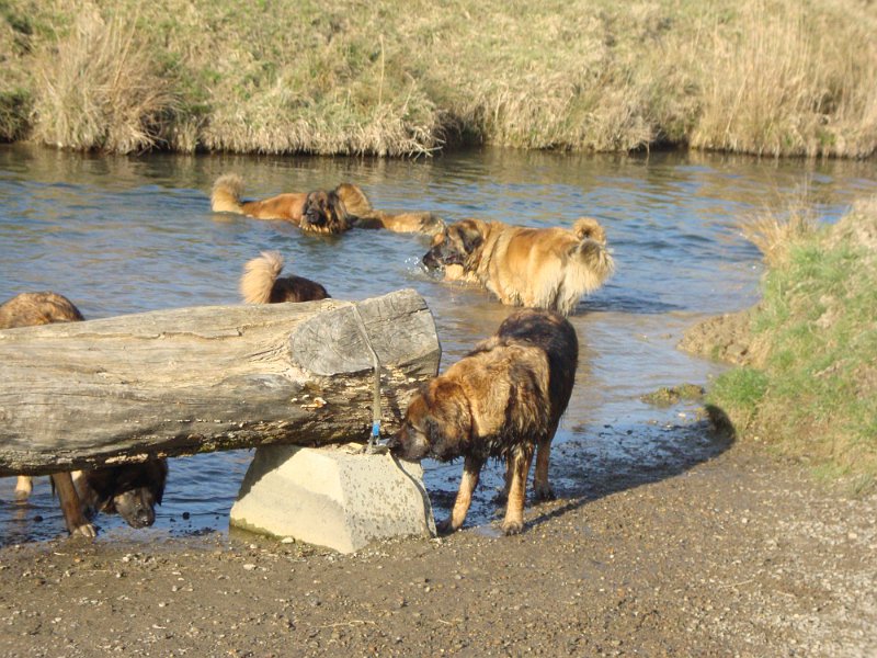 Hunde3608.JPG - Juhui, Badewetter (im Juni 2010)