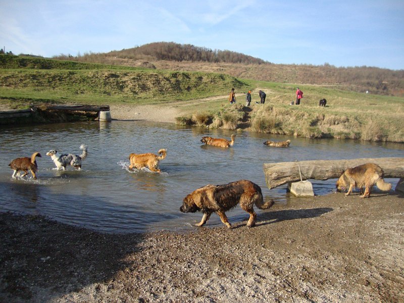 Hunde3610.JPG - Sogar Kollegen sind noch dabei...