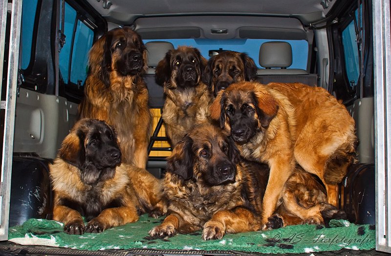 Hunde3612.JPG - Unser Transportobjekt....