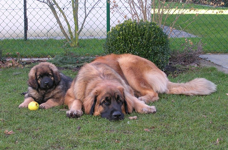 Hunde375.jpg - Das hat dann Cardhu auch ziemlich schnell eingesehen.