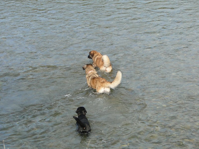 Hunde3753.JPG - Blue Eyes mit Bellatrix beim Baden