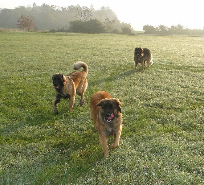 Hunde3757.JPG - Bellatrix, Bona Dea und Laufey beim Baden (Juni 2010)