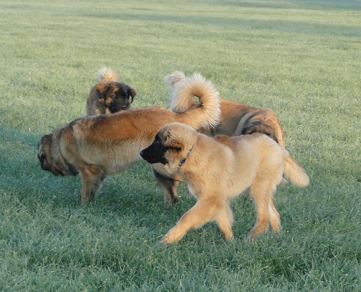 Hunde3760.JPG - Cardhu mit Kong und Bellatrix... (Juni 2010)