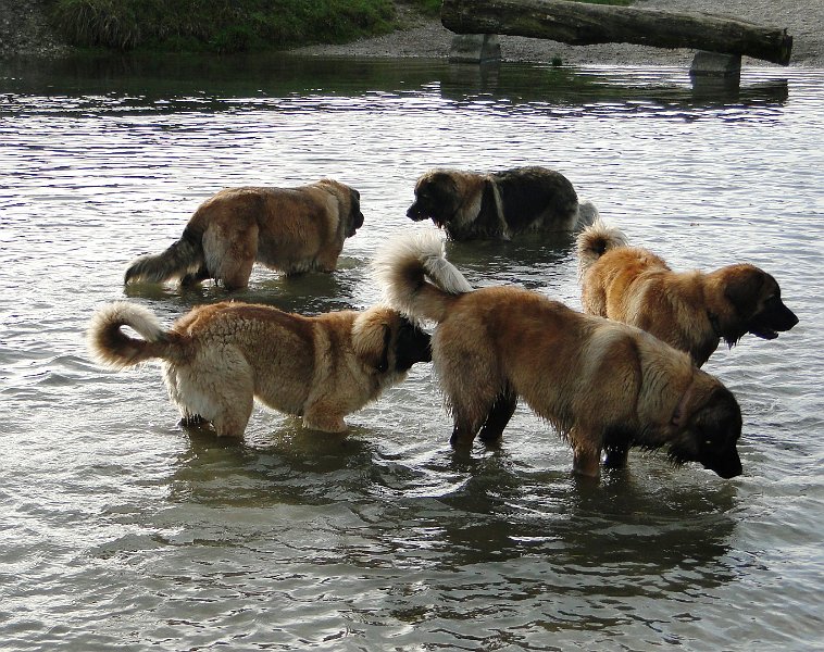 Hunde3773.JPG - Eowyn, Cardhu und Bona Dea im Juni 2010