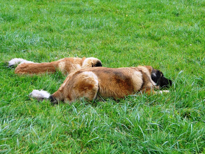 Hunde3777.JPG - Zu dritt geht's doch viel besser (Arwen, Bellatrix und Bona Dea)