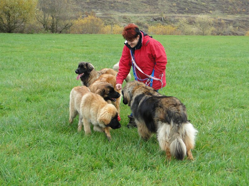 Hunde3778.JPG - Zu dritt gegen einen, ist das unfair!