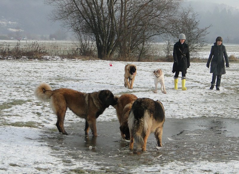 Hunde3788.JPG - ...und wieder mal beim Baden (Juli 2010)