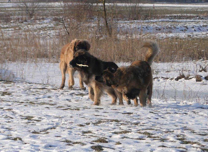 Hunde3816.JPG - Baden bei Sonnenuntergang, was gibt es Schöneres!