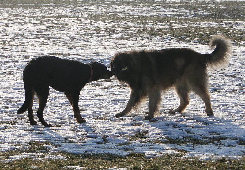 Hunde3817.JPG - Eowyn mit Tochter Arwen (im Juli 2010)
