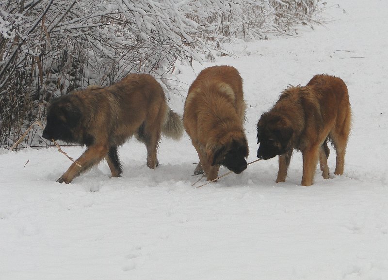 Hunde4100.JPG - Jedem Hündchen sein Stöckchen!