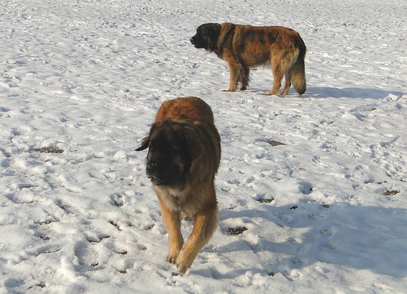 Hunde4101.JPG - Wer hat hier Vorfahrt?