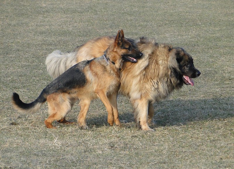 Hunde4103.JPG - ... und wenn der spielen will, dann halte ich einfach mal die Schulter hin!