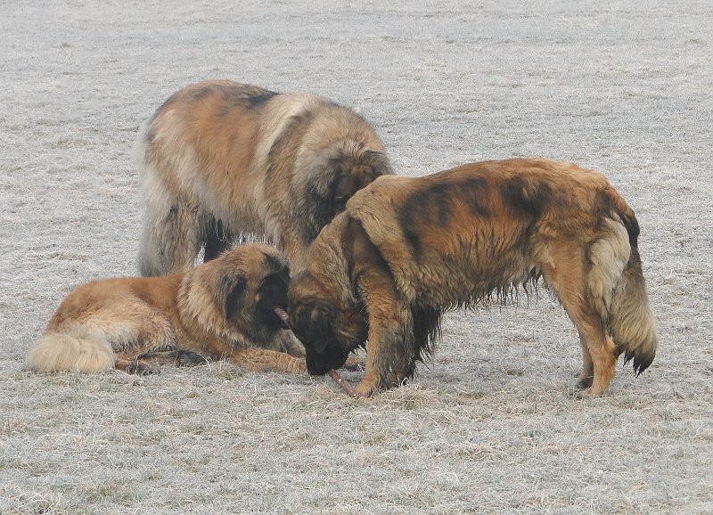Hunde4105.JPG - JJ, Athos und Laufey beim gemeinsamen Betrachten eines ausserirdischen Objekts