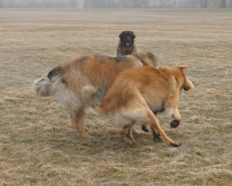 Hunde4108.JPG - Athos und JJ in Action!