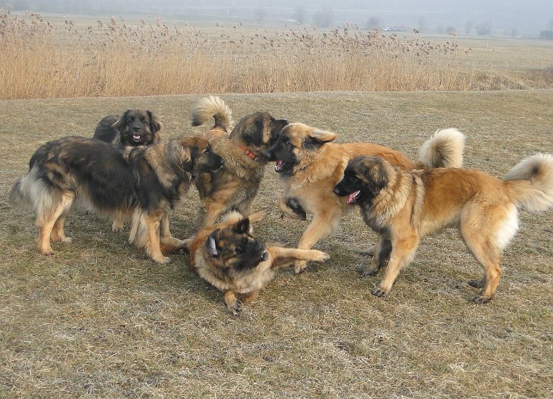 Hunde4109.JPG - Das ist ja so unfair - alle gegen einen!