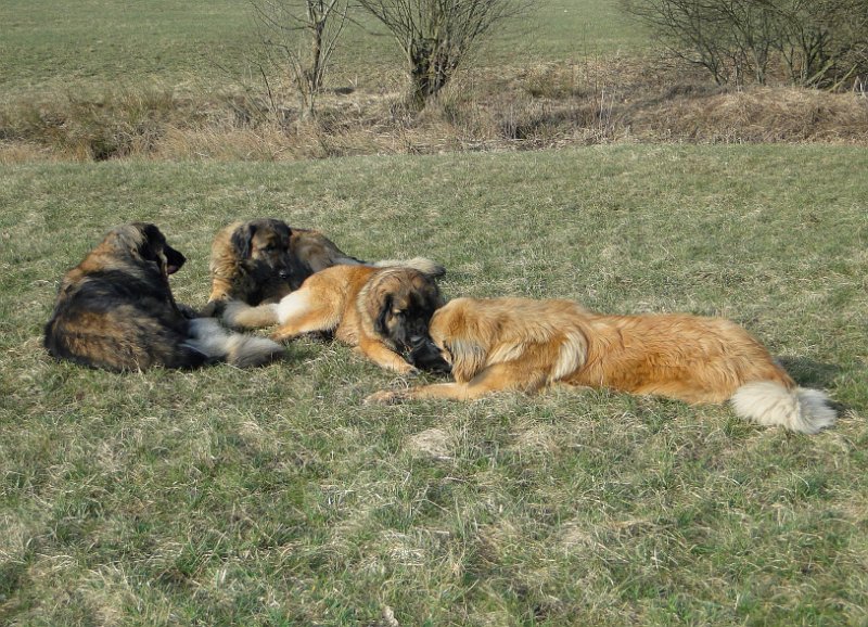 Hunde4110.JPG - Löwenmeute nach der Hauptmahlzeit