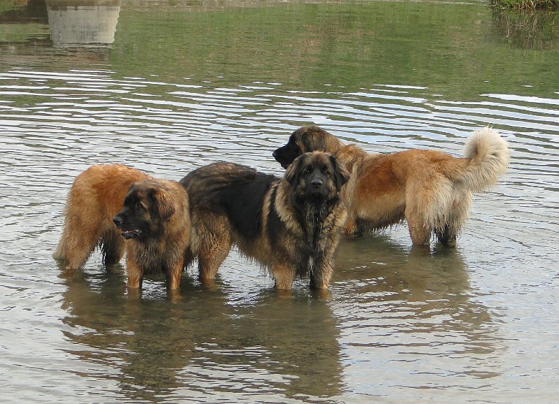 Hunde4112.JPG - Arwen mit ihren beiden Töchtern, Bona Dea (links) und Bellatrix (rechts)