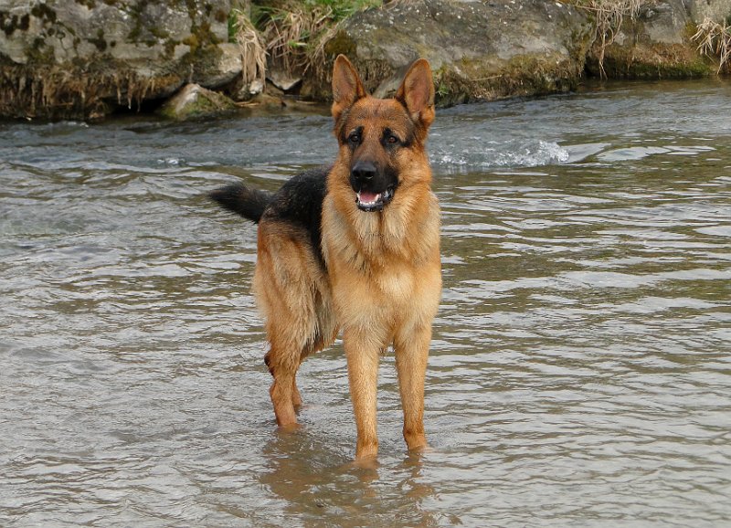 Hunde4114.JPG - Kollege Rex (oder so ähnlich) macht auch eine gute Figur