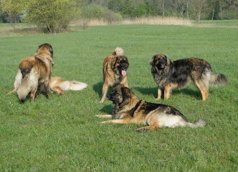 Hunde4116.JPG - Warten auf Godot - wo ist er denn auch?