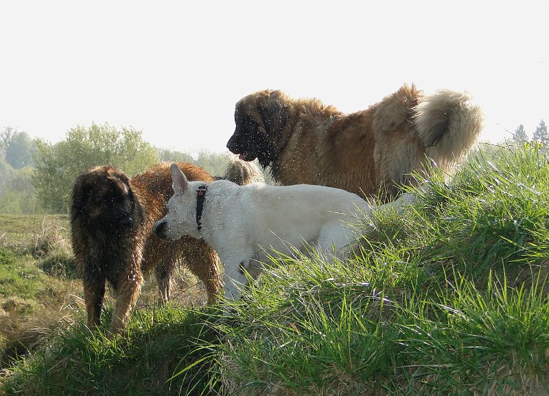 Hunde4118.JPG - Gemeinsames Schütteln nach erfolgtem Bad