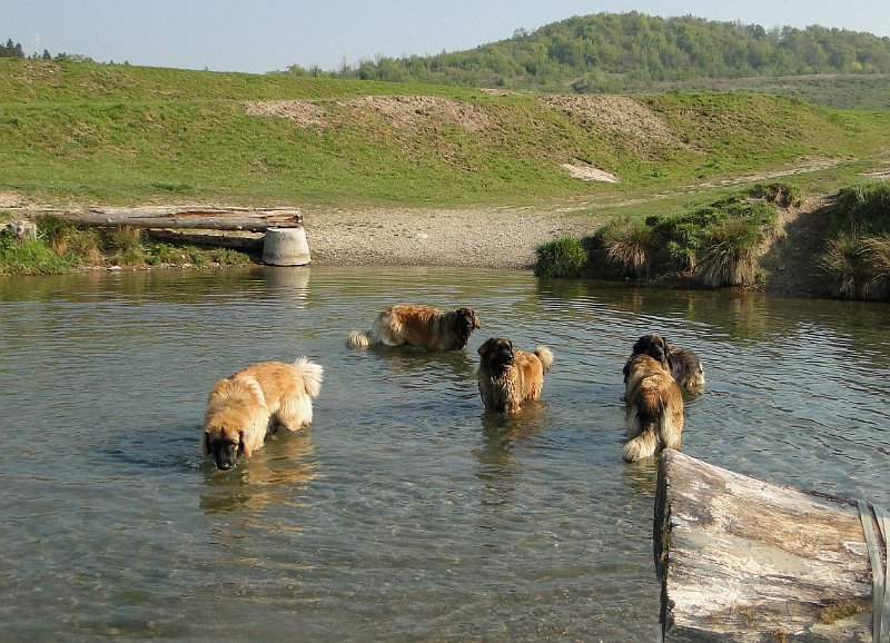 Hunde4119.JPG - Der Schatz vom Silbersee (oder vom Leosee)