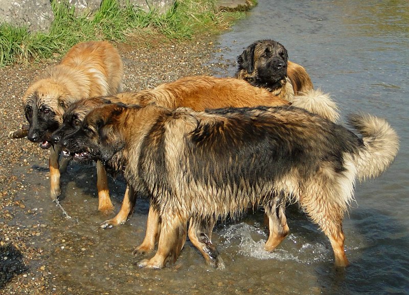 Hunde4120.JPG - Falls es bis jetzt nicht bekannt war, hier die Fakten: Leos sind äusserst gut geeignet, um Gewässer zu "entrümpeln"