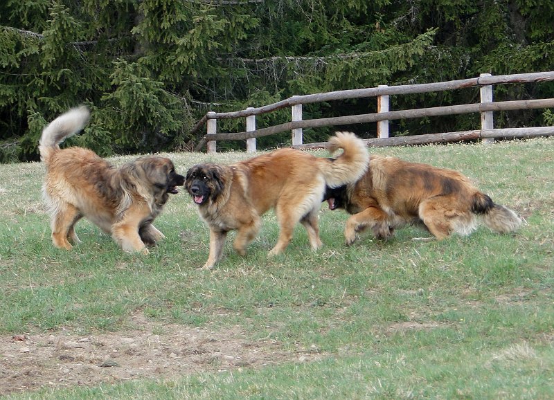 Hunde4123.JPG - Cardhu Junior mit Bona Dea und Laufey auf der Lenzerheide