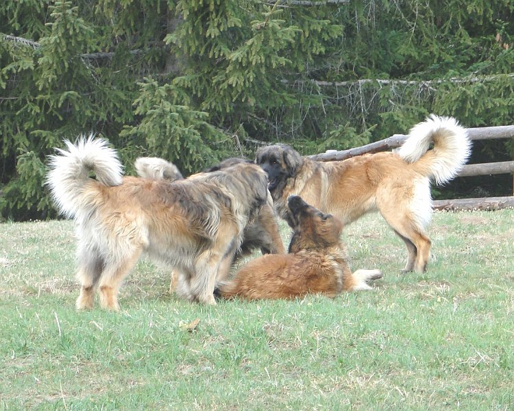 Hunde4124.JPG - Da scheint etwas interessant zu sein!