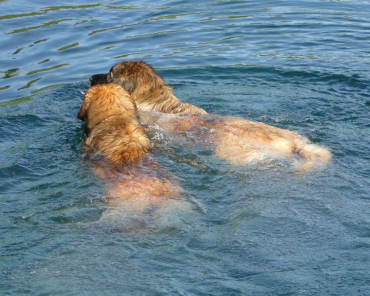 Hunde4126.JPG - Die Bay Watch-Nixen Bona Dea und Bellatrix im Einsatz