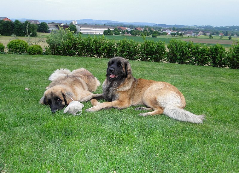 Hunde4133.JPG - JJ und Bellatrix, ein hübsches Paar...