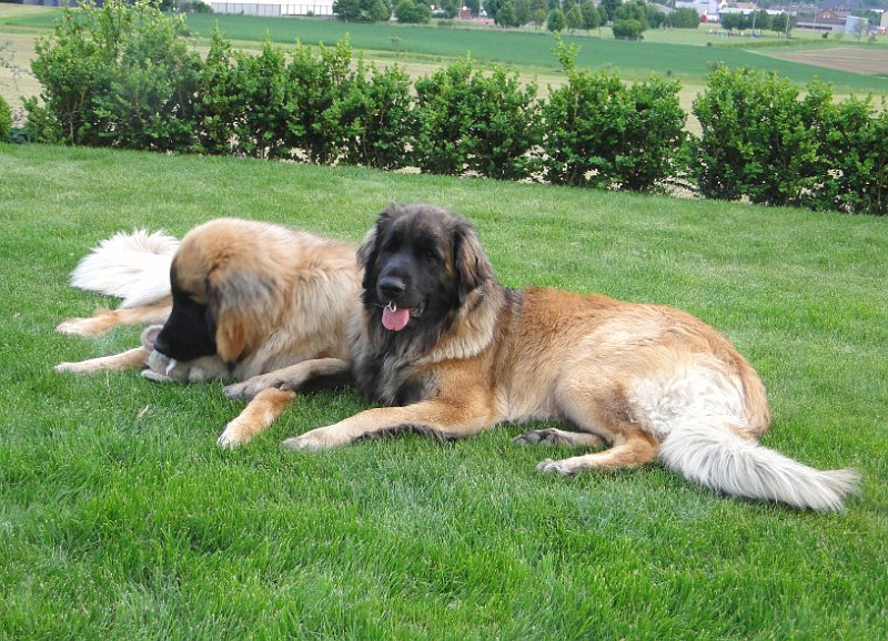 Hunde4134.JPG - ... welches sich gerne dazu hinreissen lässt, ....