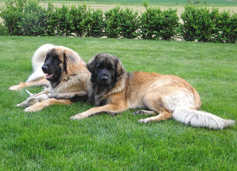 Hunde4135.JPG - ... sich in Pose zu werfen.