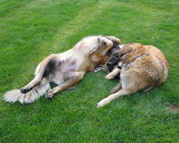 Hunde4136.JPG - So sieht dann die Realität aus!