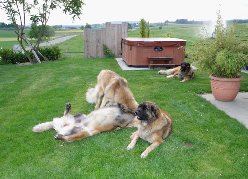 Hunde4137.JPG - Laufey betracht die jungen Wilden mit gemischten Gefühlen