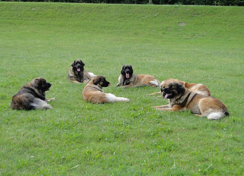Hunde4140.JPG - Auch wenn Ihr es nicht glauben würdet, hier wird "Reise nach Rom" gespielt!