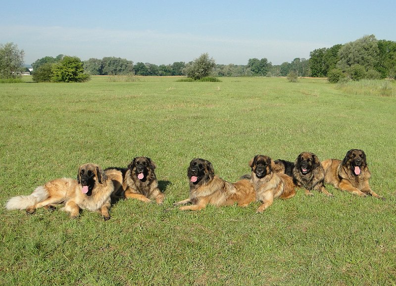 Hunde4154.JPG - wie wenn sie Leim am ... hätten!