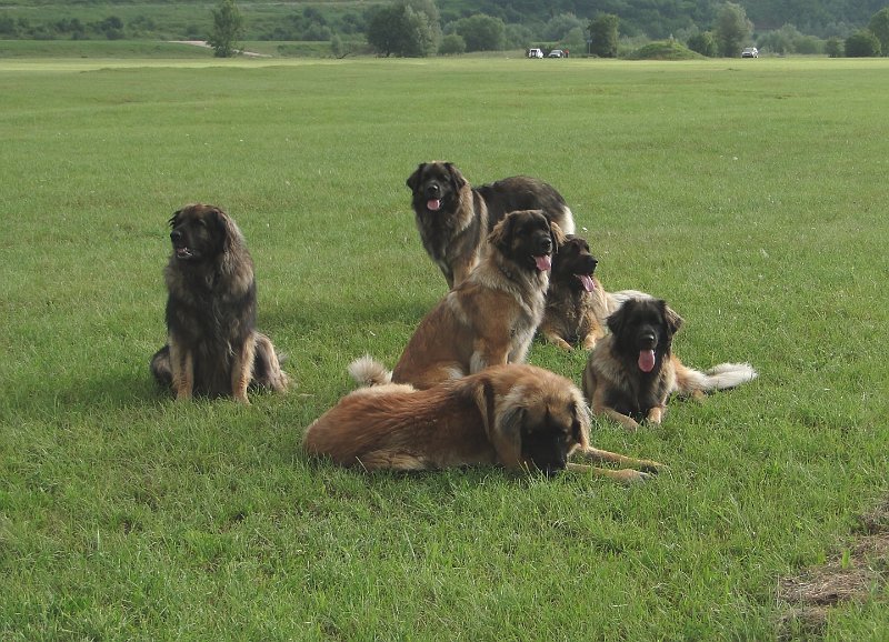 Hunde4156.JPG - Das war wohl Fehlalarm!