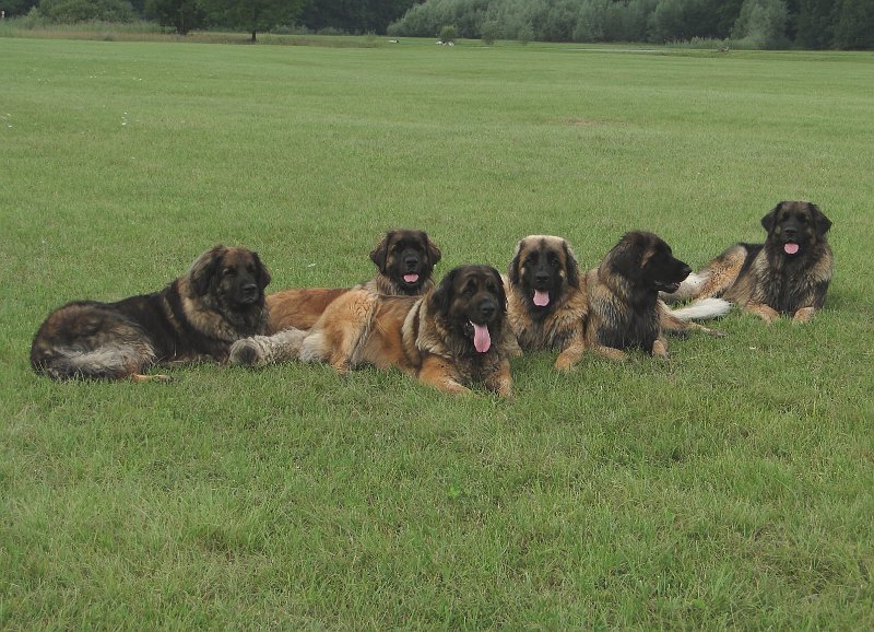 Hunde4158.JPG - ... und wieder können sie kein Wässerchen trüben, so süüüüüsss!