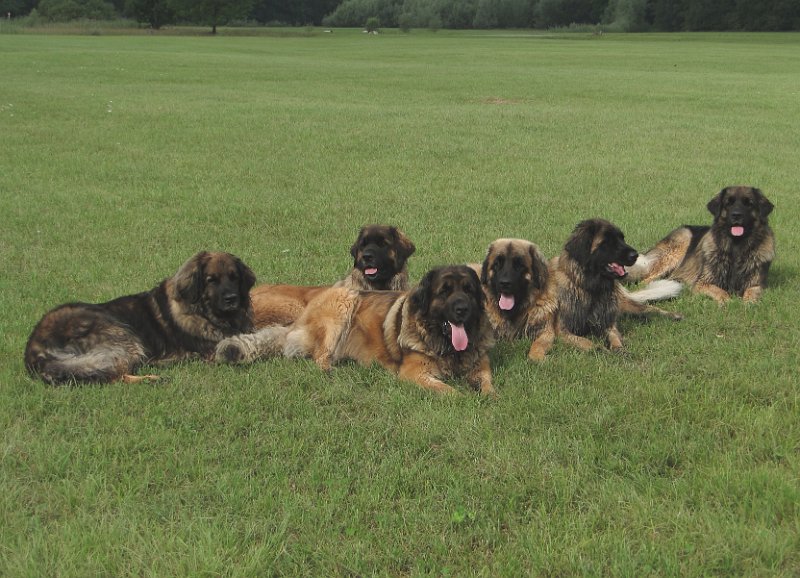 Hunde4160.JPG - Ratet mal, wieviel Zeit inzwischen vergangen ist?