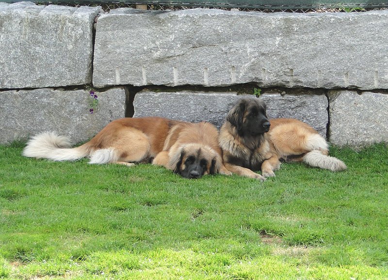Hunde4161.JPG - Traumhochzeit mit JJ und Bellatrix