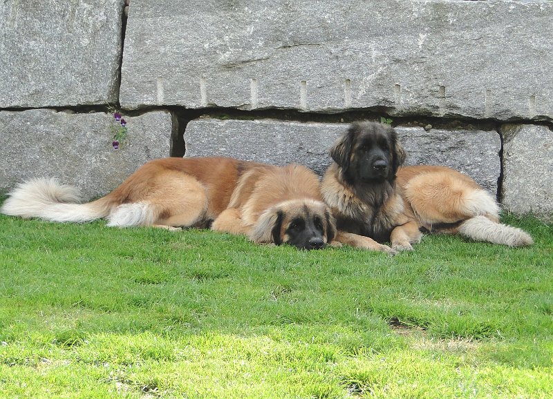 Hunde4162.JPG - ... der Bräutigam scheint nicht begeistert zu sein!
