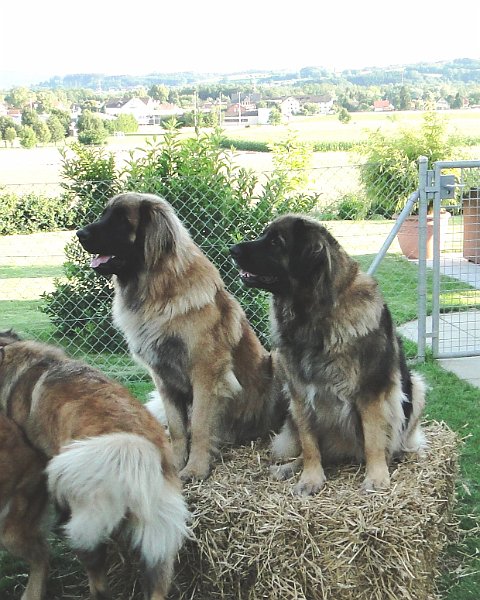 Hunde4164.JPG - Sitz, Stroh!