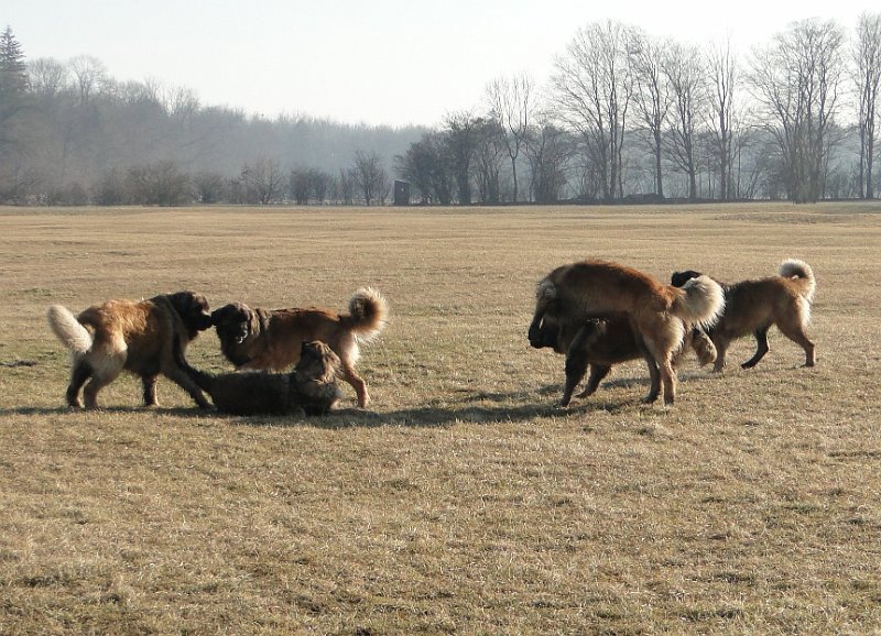Hunde4165.JPG - Leos in action!