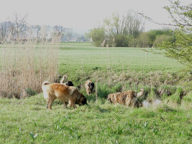 Hunde4170.JPG - am Rio Grande...