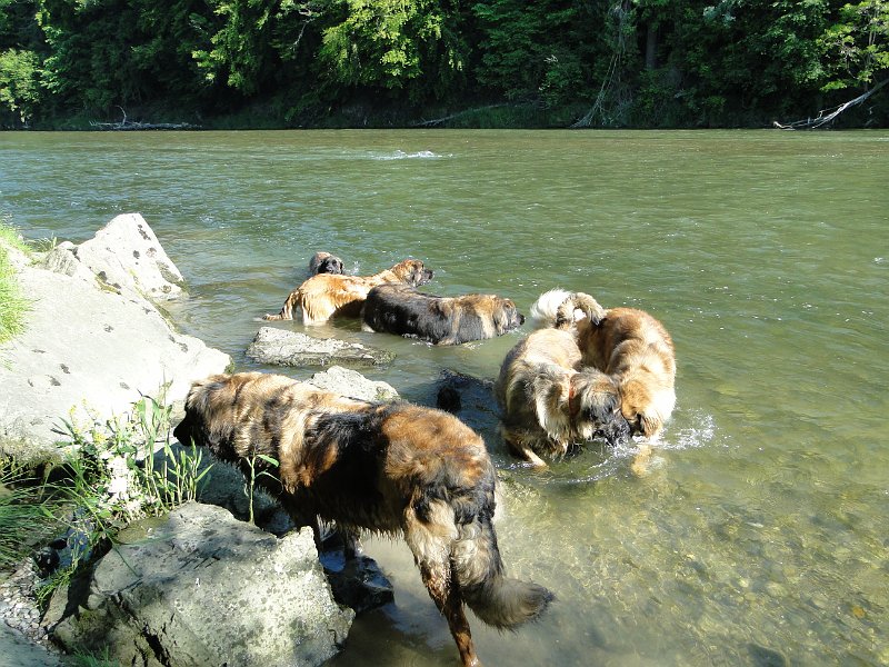 Hunde4171.JPG - ... oder doch nicht?