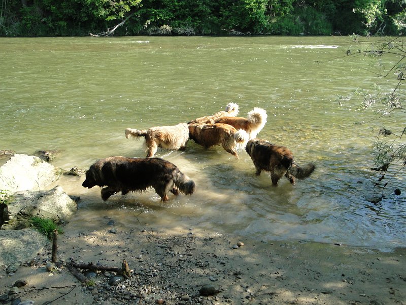 Hunde4172.JPG - Das sieht doch mehr nach der Thur aus...