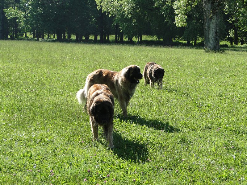Hunde4173.JPG - Nach dem Baden sollst Du wandern...